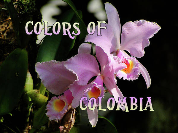 Colombia Art Print featuring the photograph Colors of Colombia by Blair Wainman