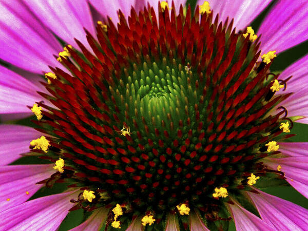 Reds Art Print featuring the photograph Coneflower by Paul W Faust - Impressions of Light