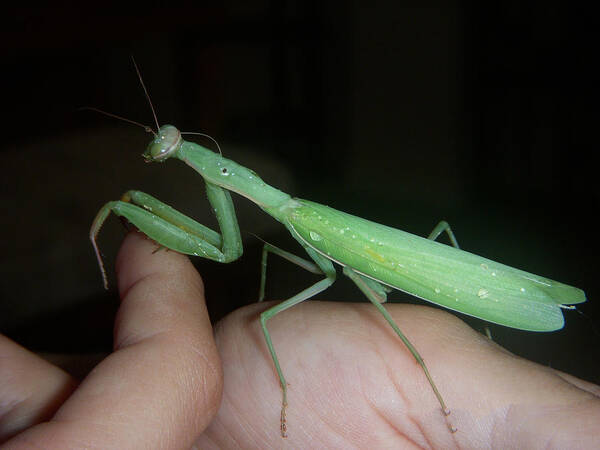 Praying Mantis Art Print featuring the photograph Connecting with Nature by Joan Panetta