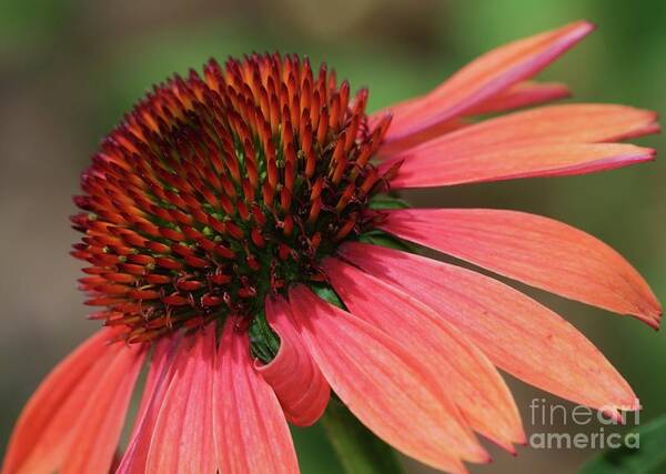Flower Art Print featuring the photograph Coral Cone Flower by Sabrina L Ryan