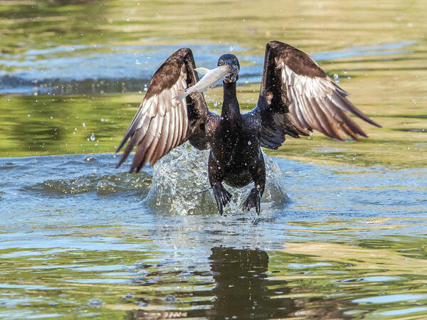 Cormorant Art Print featuring the photograph Cormorant with Fish 9840-120317-2 by Tam Ryan