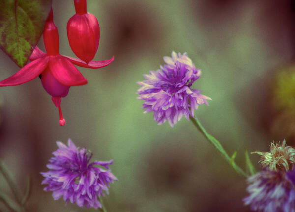 Nature Prints Art Print featuring the photograph Cornflowers and Fuschia by Bonnie Bruno