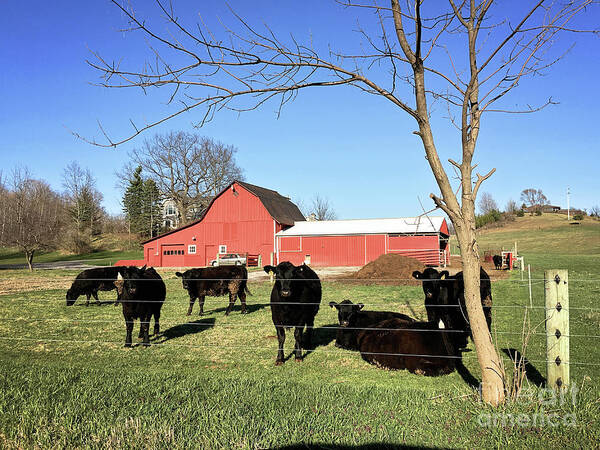 Cows Art Print featuring the photograph Country Cows by Laura Kinker