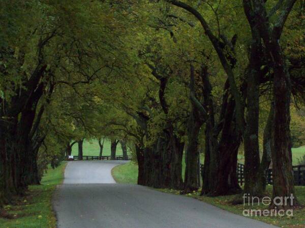 Country Road Art Print featuring the photograph Country Road Green Tree Tunnel by Carol Riddle