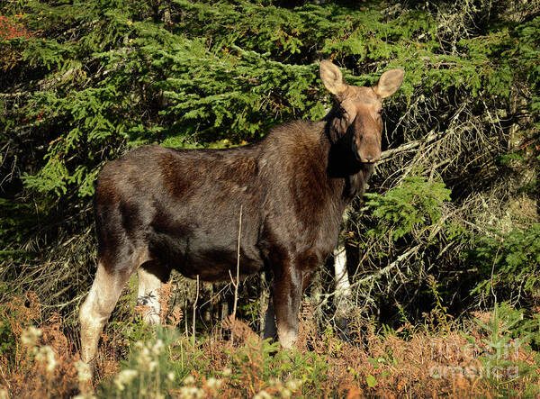 Moose Art Print featuring the photograph Cow Moose II by Alana Ranney