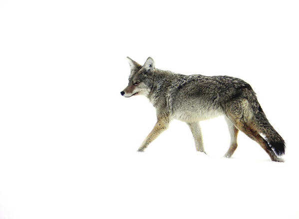 Coyote Art Print featuring the photograph Coyote crossing by Meagan Visser