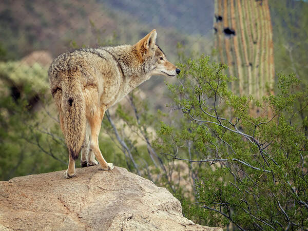 Coyote Art Print featuring the photograph Coyote by Tam Ryan