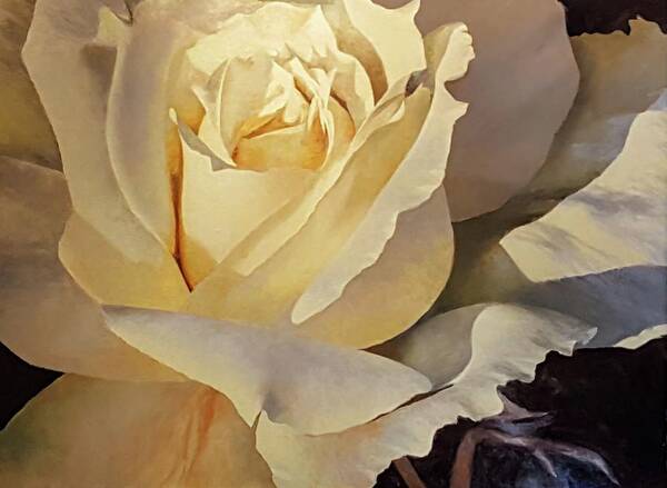 Rose. Rose Painting. Oil Painting Rose Art Print featuring the painting Creamy Rose by Jessica Anne Thomas