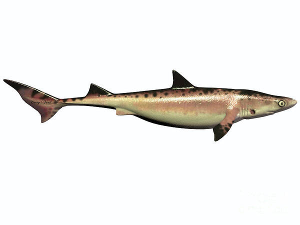 Shark Art Print featuring the painting Cretaceous Hybodont Shark by Corey Ford