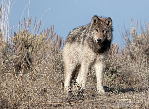 Grey Wolf Art Print featuring the photograph Curiosity by Deby Dixon