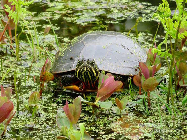 Pond Art Print featuring the photograph Curious Pond Turtle by Beth Myer Photography