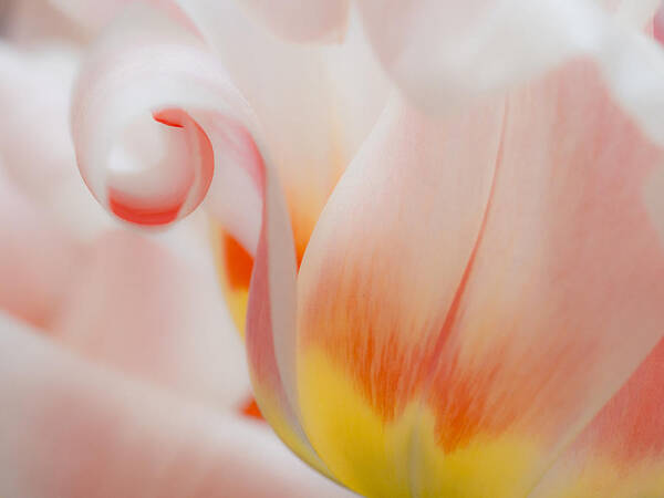 Beauty Art Print featuring the photograph Curly Que by Eggers Photography
