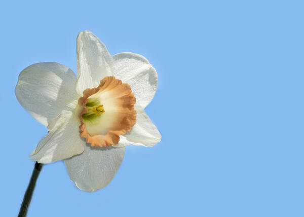 Blue Sky Art Print featuring the photograph Daffodil by Cathy Kovarik