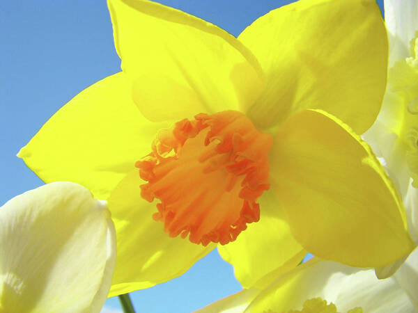 �daffodils Artwork� Art Print featuring the photograph Daffodil Flowers Artwork 18 Spring Daffodils Art Prints Floral Artwork by Patti Baslee
