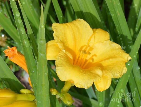 Daffodil Art Print featuring the photograph Daffodils by Beverly Shelby