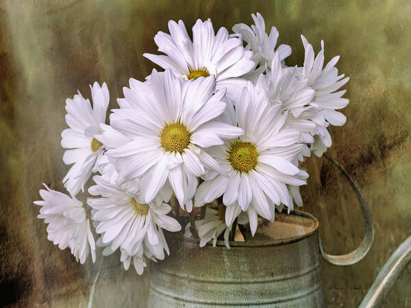 Daisies In Antique Watering Can Art Print featuring the photograph Daisies in Antique Watering Can by Bellesouth Studio
