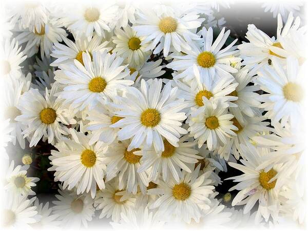 Daisy Art Print featuring the photograph Daisy Bouquet by Carol Sweetwood