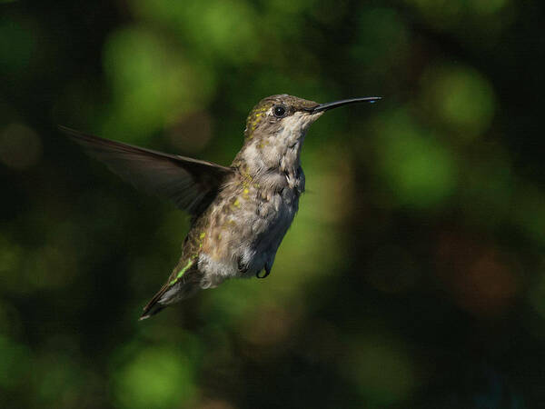 Hummingbird Art Print featuring the photograph Dancing on air by Kenneth Cole