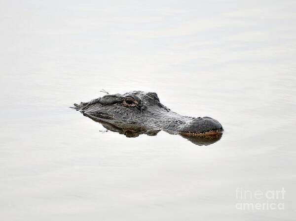 American Alligator Art Print featuring the photograph Daring Damselfly by Al Powell Photography USA