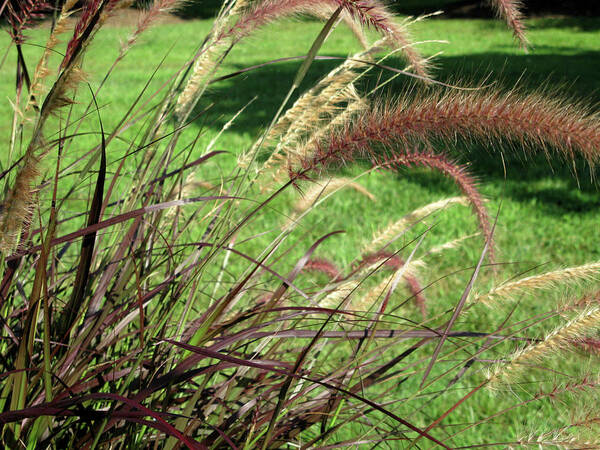 Feather Grass Art Print featuring the photograph Dark Feather Grass by Michele Wilson