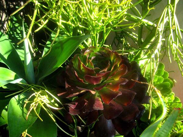 Nature Art Print featuring the photograph Dawning Succulents by Melissa McCrann