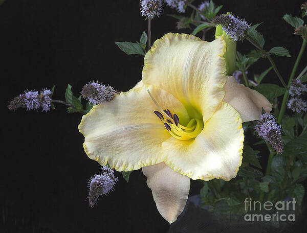 Daylily Art Print featuring the photograph Daylily in My Garden by Ann Jacobson