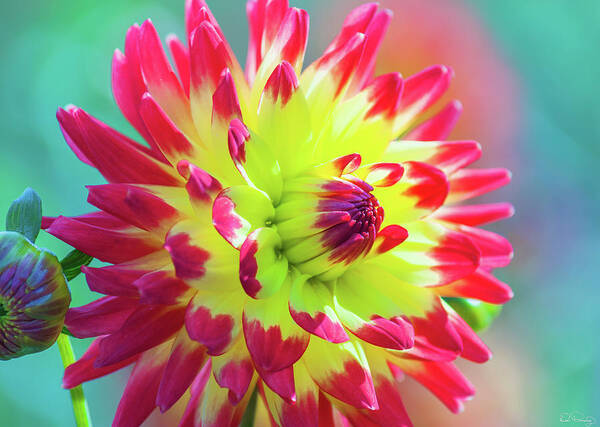  Dahlia Art Print featuring the photograph Dazzling Dahlia by Dee Browning