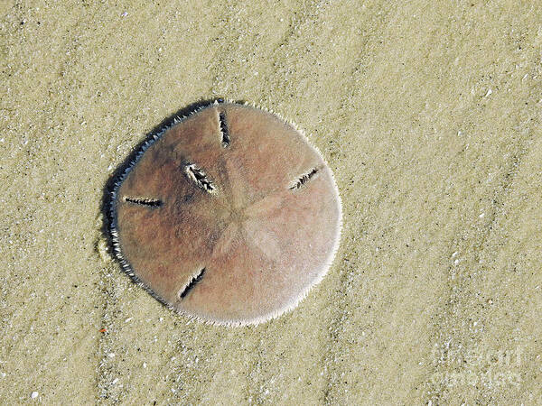 Beach Art Print featuring the photograph Design In The Sand by Jan Gelders