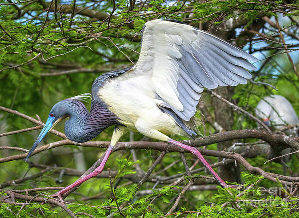 Herons Art Print featuring the photograph Determination by DB Hayes
