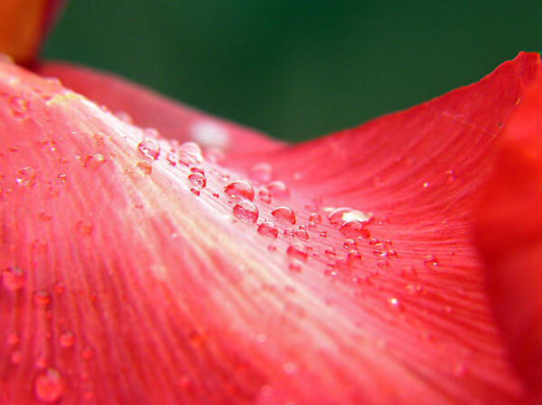 Hibiscus Art Print featuring the photograph Dew Drops on a Wave of Red by Adam Johnson