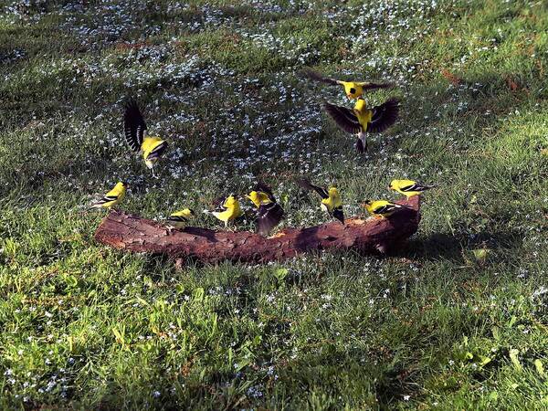 Canary Art Print featuring the photograph Goldfinch Convention by Nick Kloepping