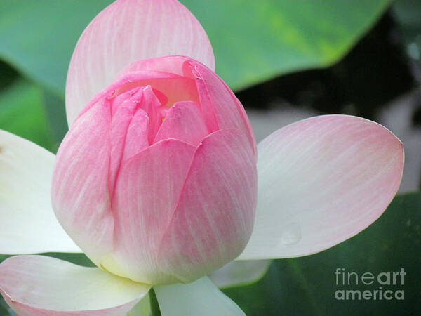 Flower Art Print featuring the photograph Lotus Petals Gently Unfurl by Lori Lafargue