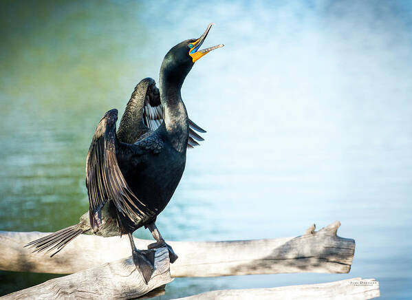 Cormorants Art Print featuring the photograph Double-Crested Cormorant by Judi Dressler