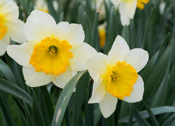 Daffodils Art Print featuring the photograph Double Daffodils by Holden The Moment