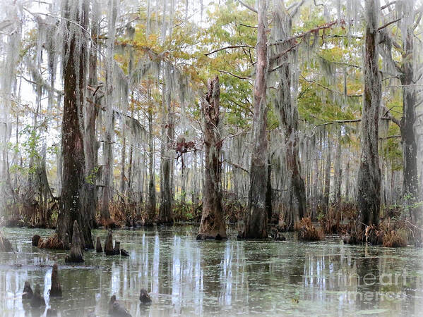 Louisiana Bayou Art Print featuring the photograph Down on the Bayou - Digital Painting by Carol Groenen