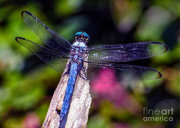 Nature Art Print featuring the photograph Dragonfly by DB Hayes