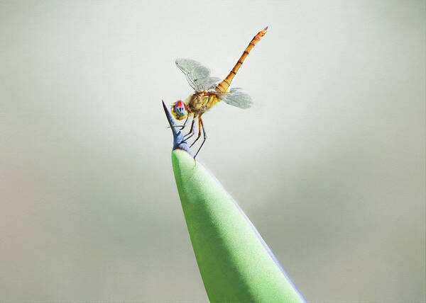 Dragonfly On Cactus Art Print featuring the photograph Dragonfly on Cactus by Steven Michael