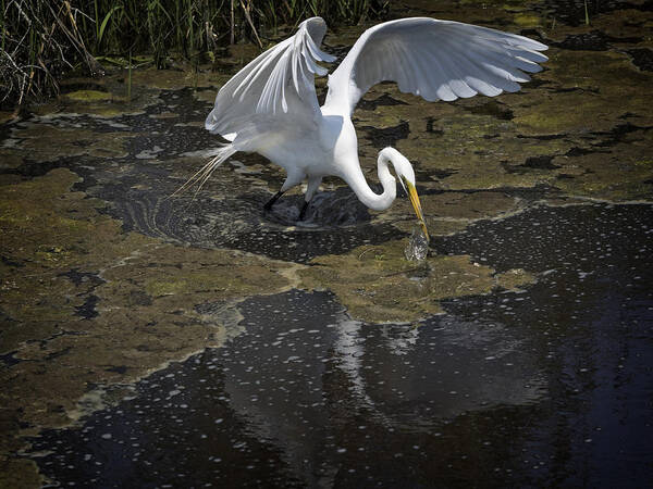 Egret Art Print featuring the photograph Drama Queen by David Kay