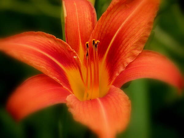 Diane Berry Art Print featuring the photograph Dreamy Day Lily by Diane E Berry