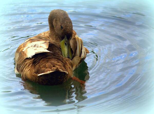 Duck Art Print featuring the photograph Duck Grooming by Lori Seaman