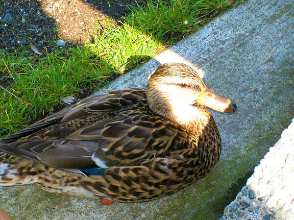 Duck Art Print featuring the photograph Duck Melanie Tweed in the Sun by Donna L Munro
