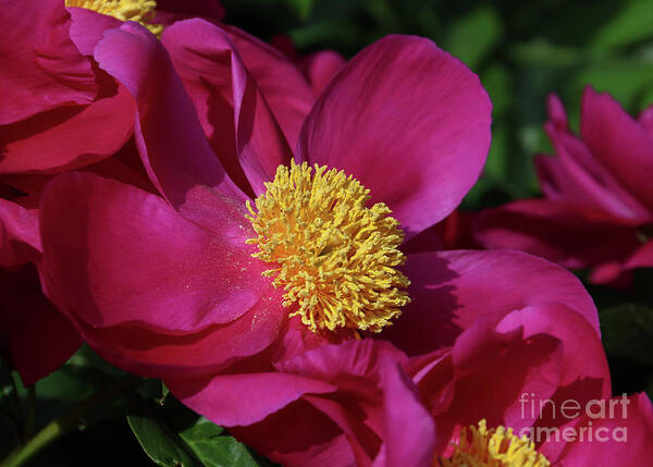 Dusted In Peony Pollen Art Print featuring the photograph Dusted in Peony Pollen by Rachel Cohen