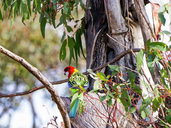 Bird Art Print featuring the photograph Eastern Rosella - Canberra - Australia by Steven Ralser