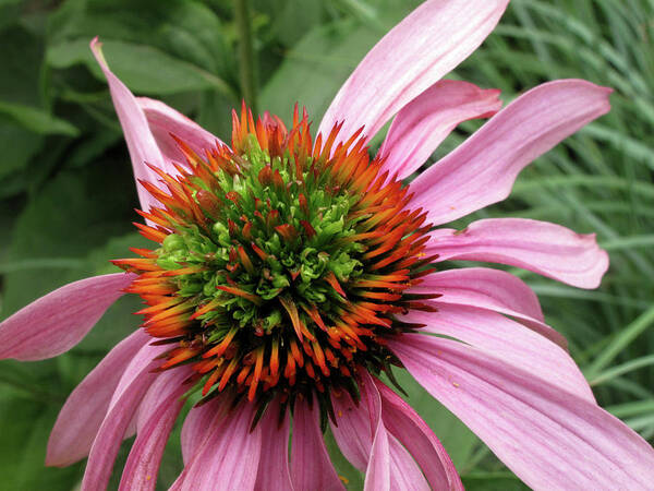 Echinacea Art Print featuring the photograph Echinacea Close by Lyle Crump
