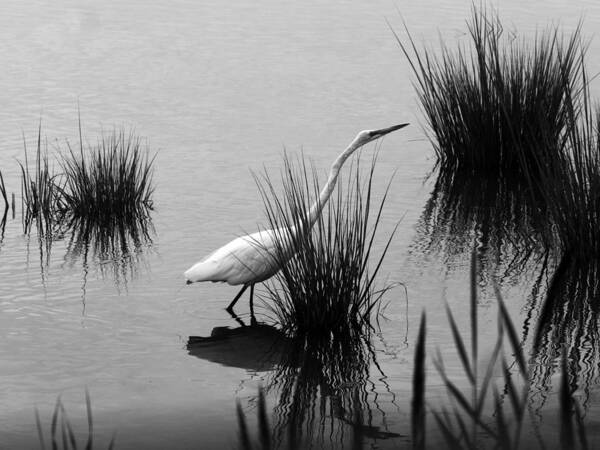 Animals Art Print featuring the photograph Egret in Black and White by Paul Ross