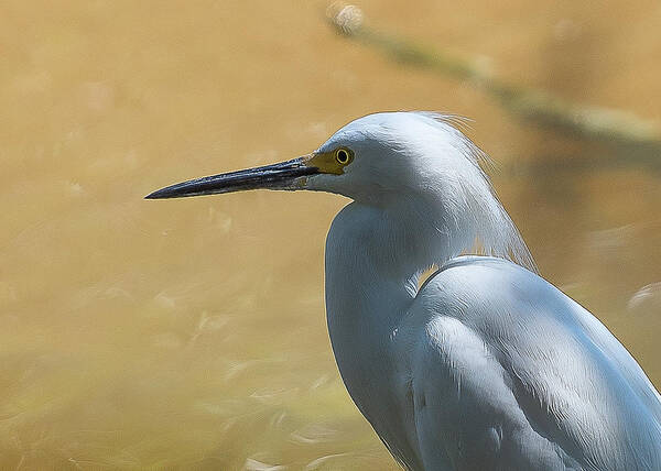 Bird Art Print featuring the photograph Egret Pose by Norman Peay