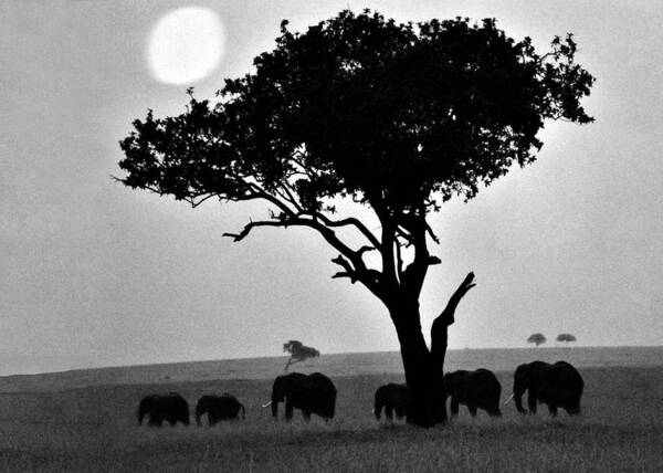 Africa Art Print featuring the photograph Elephants Under A Tree by Robert Suggs