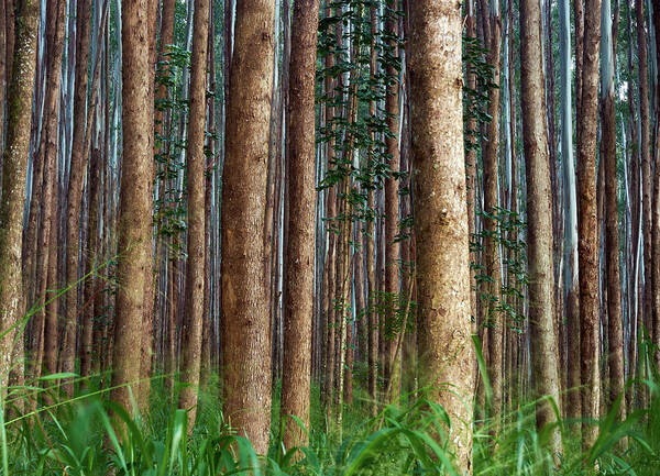 Hawaii Art Print featuring the photograph Eucalyptus Forest by Christopher Johnson
