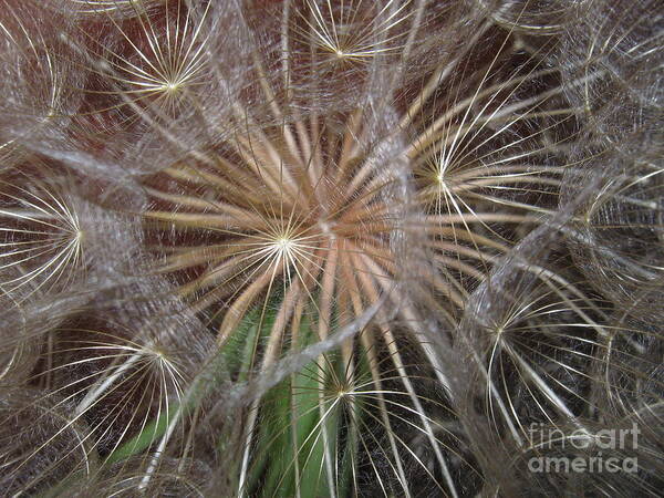 Dandelion Art Print featuring the photograph Experience the Dandelion by Marie Neder