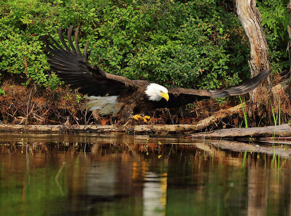 Eagle Art Print featuring the photograph Eye on the Fish by Duane Cross